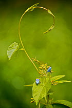 Metallic blue colored beetle (Hoplia coerulea), Loire river, France, July.