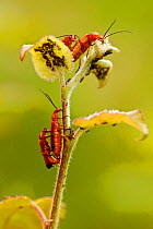 Common soldier beetle (Rhagonycha fulva) mating pairs, La Brenne Regional Natural Park, France, June.