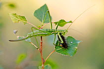 Grasshopper / Predatory Bush Cricket (Saga pedo) eating a caterpillar, Vaucluse, France, September.