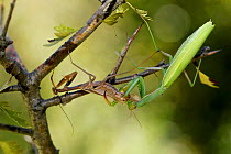 European praying mantis female (Mantis religiosa) eating a male after mating, Vaucluse, France, September.
