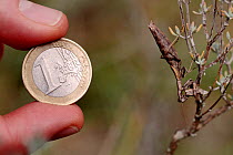 One euro coin compared with the size of a Praying mantis (Ameles decolor) female eating male after mating, Vaucluse, France, September.
