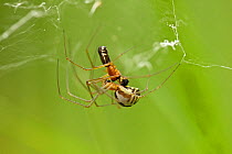 Money spider (Neriene radiata) pair mating, Fontainebleau forest, France,