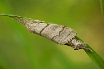 Pale tussock moth (Calliteara pudibunda) pair mating, Haute-Savoie, France, June.