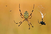 Orb web spider (Argiope bruennichi) on web with a prey, Baronnies Provencales Regional Natural Park, France, September.