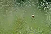 Orb weaver spider (Mangora acalypha) on web covered in dew,  Grands Causses Regional Natural Park, France, June.
