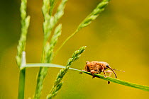 Hazelnut weevil (Curculio nucum) on a grass, La Brenne Regional Natural Park, France, May.