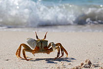 Crab (Ocypode sp.) on beach, Western coastline, Madagascar.