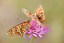 Spotted fritillary butterflies (Melitaea didyma) male approaching female, Luberon Regional Natural Park, France, June.