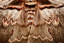 Close-up of Giant peacock moth (Saturnia pyri), Saorge, Alpes-Maritimes, France, May.