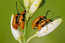 Beetles (Exosoma lusitanicum) two pairs mating, Plaine des Maures National Natural Reserve, France, April.