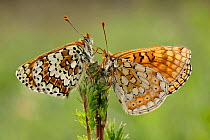 Knapweed fritillary butterfly (Melitaea phoebe) and Marsh fritillary butterfly (Euphydryas aurinia), Luberon Regional Natural Park, France, April.