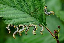 Dusky birch sawfly (Croesus septentrionalis) eating Alder leaves (Alnus glutinosa), Loire river, France, September.