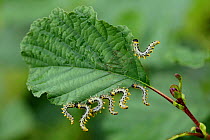 Dusky birch sawfly (Croesus septentrionalis) eating Alder leaves (Alnus glutinosa), Loire river, France, September.