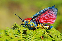 Giant painted locust (Phymateus saxosus), Andringitra National Park, Madagascar, November.