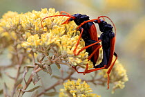 Longhorned beetle (Mastododera nodicollis) mating, National Road 7, Ambositra, Madagascar, November.