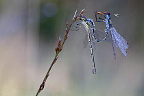 Damselfly moulting (Lestes sp.) pair covered in dew, Vosges Balloons Regional Park, France, August.