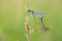 Common blue damselfly (Enallagma cyathigerum) gripping female with tail claspers as she prepares to mate in wheel position, Haut-Rhone Francais National Natural Reserve, France, June.