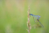 Common blue damselfly (Enallagma cyathigerum) gripping female with tail claspers as she prepares to mate in wheel position, Haut-Rhone Francais National Natural Reserve, France,June.
