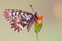 Southern Festoon butterfly (Zerynthia polyxena), Plaine des Maures National Natural Reserve, France, April.