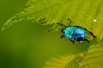 Metallic blue colored beetle (Hoplia coerulea), Loire river, France, July.