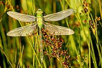 Emperor dragonfly (Anax imperator) freshly emerged, La Brenne Regional Natural Park, France, June.