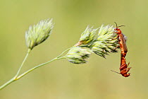 Common soldier beetle (Rhagonycha fulva) mating, Haute-Savoie, France, June.