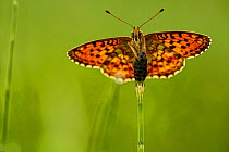 Lesser marbled fritillary butterfly (Brenthis ino), Haute-Savoie, France, June.