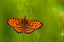 Lesser marbled fritillary butterfly (Brenthis ino), Haute-Savoie, France, June.