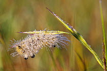 Dark tussock moth caterpillar (Dicallomera fascelina) covered in dew, Haut-Languedoc Regional Natural Park, France, May.