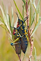 Giant painted locust (Phymateus saxosus) mating, Andringitra National Park, Madagascar, November.