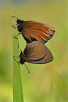 Yellow-spotted ringlet butterflies (Erebia manto) mating, Auvergne Volcanoes Regional Park, France, July.