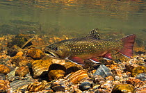 Brook trout (Salvelinus fontinalis) resting between building a redd into which she deposits eggs, then waits for a male to come along and fertilize them. Rocky Mountain National Park, Colorado, USA, S...