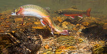 Brook trout (Salvelinus fontinalis) female in the act of spawning as she fans her tail making a redd into which she lays her eggs.  Male visible in the background. Rocky Mountain National Park, Colora...