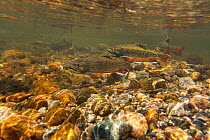Brook trout (Salvelinus fontinalis) gathering to spawn in a high mountain stream in Rocky Mountain National Park, Colorado, USA, October.