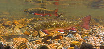 Brook trout (Salvelinus fontinalis) female in the foreground with a male in the background and another male in the far background.The female digs a hole or redd into which she deposits her eggs, and t...