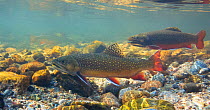 Brook trout (Salvelinus fontinalis) pair in stream in Rocky Mountain National Park, Colorado, USA, September.