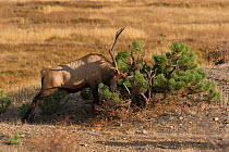 Elk (Cervus canadensis) bull fighting a bush in a show of dominance during the rutting season. Rocky Mountain National Park, Colorado, USA. September.