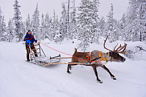 RF - Reindeer sledding  with Sami reindeer herdsman  in -25 degrees. Jukkasjarvi, Lapland, Laponia, Norrbotten county, Sweden. January 2016. (This image may be licensed either as rights managed or roy...