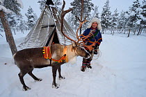 RF - Sami man with Reindeer for sledding  in - 25 C, Jukkasjarvi, Lapland, Laponia, Sweden. January 2016. Model released. (This image may be licensed either as rights managed or royalty free.)
