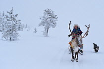 RF - Reindeer sledding in - 25 C, Jukkasjarvi, Lapland, Laponia,  Sweden. January 2016. Model released. (This image may be licensed either as rights managed or royalty free.)