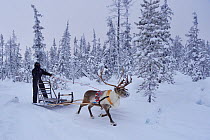 A reindeer sledding tour experience with sami reindeer herdsmen at the Reindeer Lodge in -25 degrees C, run by Nutti Sami Siida, near the Icehotel, in Jukkasjarvi, Lapland, Laponia, Norrbotten county,...
