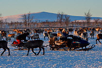 Reindeer (Rangifer tarandus) herding in the Saarivuoma Sami community, at Jarama, Ovre Soppero, Lapland, Laponia, Norrbotten county, Sweden January Model released.