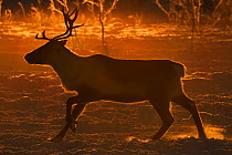 Reindeer (Rangifer tarandus) in atmospheric light, herding in the Saarivuoma Sami community, at Jarama, Ovre Soppero, Lapland, Laponia, Norrbotten county, Sweden January