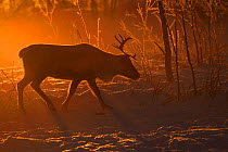 Reindeer (Rangifer tarandus) in atmospheric light, herding in the Saarivuoma Sami community, at Jarama, Ovre Soppero, Lapland, Laponia, Norrbotten county, Sweden January