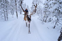 Reindeer sledding in - 25 C, with Nils-Torbjorn Nutti, owner and operator of Nutti Sami Siida, Jukkasjarvi, Lapland, Laponia, Norrbotten county, Sweden Model released.