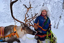 Reindeer sledding in - 25 C, with Nils-Torbjorn Nutti, owner and operator of Nutti Sami Siida, Jukkasjarvi, Lapland, Laponia, Norrbotten county, Sweden Model released.