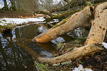 Downy birch tree (Betula pubescens) felled and stripped of its bark by Eurasian beavers (Castor fiber) by a stream in the grounds of Bamff estate, Alyth, Perthshire, Tayside, Scotland, UK, April.