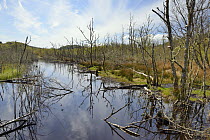 Young Birch trees (Betula sp.) killed by waterlogging on the margin of Loch Coille-Bharr where the water level has been raised by a dam built by Eurasian beavers (Castor fiber) reintroduced during the...