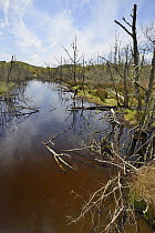 Young Birch trees (Betula sp.) killed by waterlogging on the margin of Loch Coille-Bharr where the water level has been raised by a dam built by Eurasian beavers (Castor fiber) reintroduced during the...