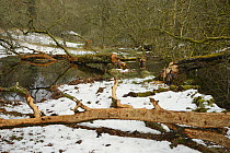 Willow tree (Salix sp.) felled and stripped of its bark by Eurasian beavers (Castor fiber) by a stream in the grounds of Bamff estate, in snow, Alyth, Perthshire, Tayside, Scotland, UK, April.